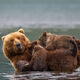 Hungry Cubs