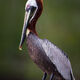 Proud Pelican