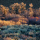 Cottonwoods