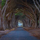 Trees Of Point Reyes