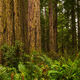 The Mighty Redwood