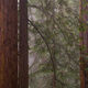 Redwood Fog