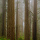 Standing Redwoods
