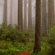 Into The Fog