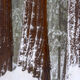 Winter Sequoias