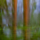 Redwood Reflections