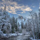 Winter Sentinal