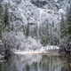 Snow Trees