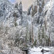 Winter Cathedral