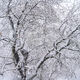 Winter Branches