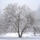 Snowstorm