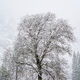 White As Snow