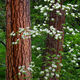 Double Tree Dogwoods