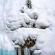 Snow Face
