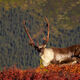 Antler Shadow