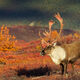 Caribou Shadow
