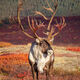 Magnificent Antlers