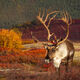 Caribou Fall