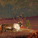 Defiantly Caribou