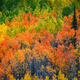 Aspen Orange