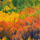 Aspen Panorama