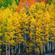 Tall Aspens