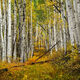 Fall Path