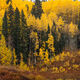 Fall Contrast