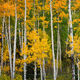 Colorado Color