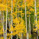 Among The Aspens