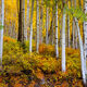 Under The Aspens