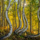 Aspen Curves