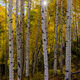 Aspen Burst
