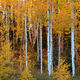 Morning Aspens
