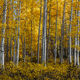 Backlit Aspens