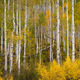 Endless Aspens