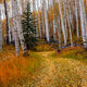 Fall Slant