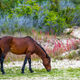 Grazing In The Dunes