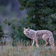 Always Hunting