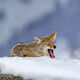 Big Coyote Yawn