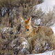 Camouflaged Coyote