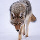 Coyote Prowl
