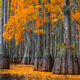 Cypress Gold