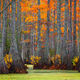 Swamp Colors