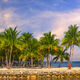 Island Palms