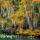 Florida Fall