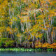 Florida Cypress Colors