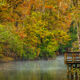 Foggy Fall