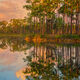Long Pine Sunrise