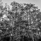 Big Cypress - Black and White